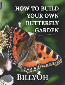 How to Grow your own Butterfly Garden