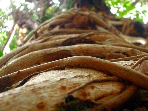 rattan tree