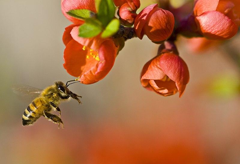 A bumblebee hovering beside a red flower